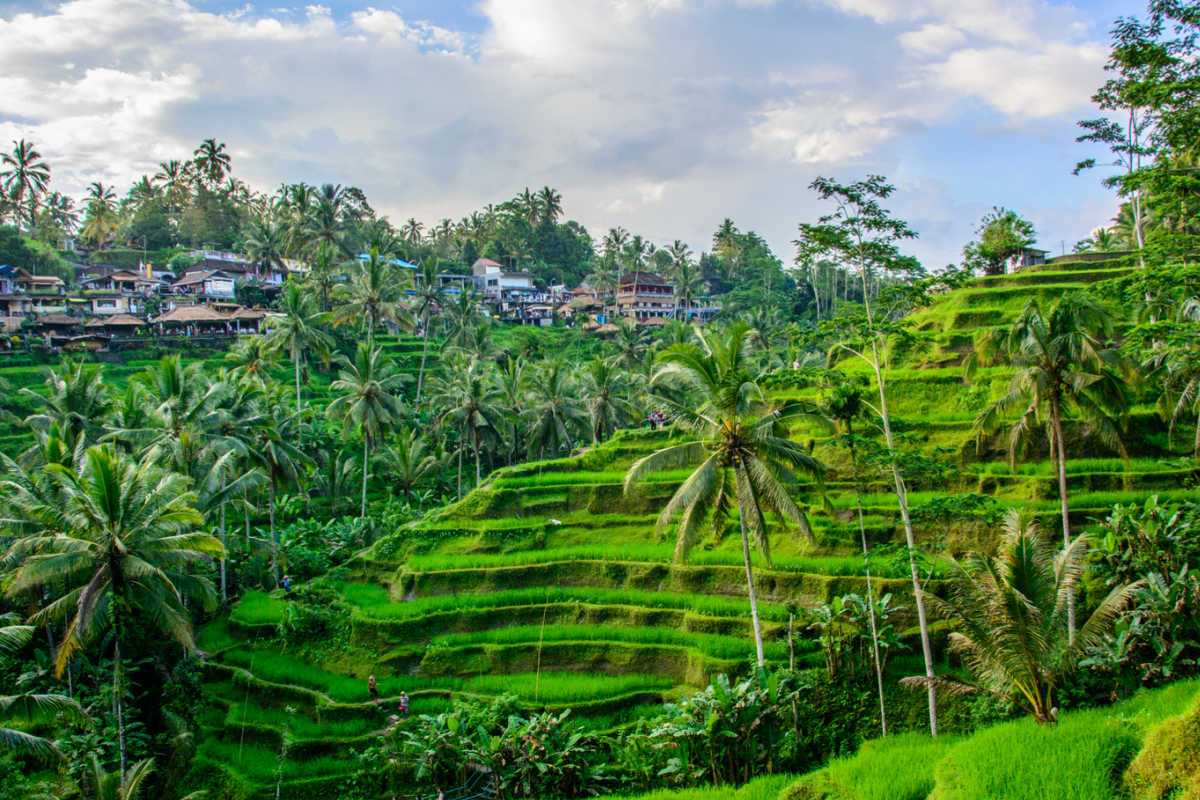 Aerial view of Ubud Bali rice terraces and tropical jungle landscape