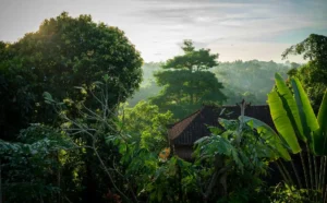 Misty morning view over Ubud’s lush valleys in Bali.