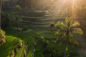 Ubud Rice Terraces