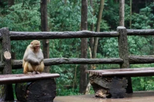 monkey in Ubud Monkey Forest
